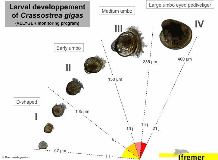 Larval developpement of Crassostrea gigas (VELYGER monitoring program)