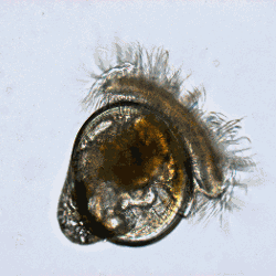 Pacific Oyster Larvae