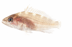 imageIllustration