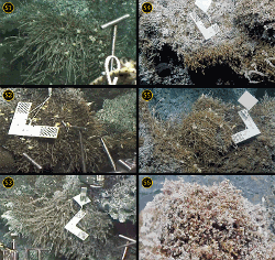 Hydrothermal samples collected on the Grotto edifice (Main Endeavour Field, Juan de Fuca Ridge) during Ocean Networks Canada oceanographic cruises Wiring the Abyss 2015 and 2016. (https://doi.org/10.5194/bg-15-2629-2018)