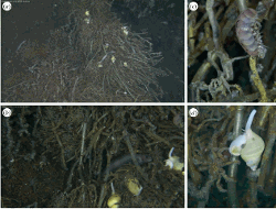 The Ridgeia piscesae tubeworms assemblage and associated fauna as viewed by the TEMPO-mini ecological observatory module at 2196 m depth at the Grotto hydrothermal edifice (Main Endeavour Field, JdFR), with (a) large and (b) medium views. (c) Sericosura sp. pycnogonids and Polynoidae polychaetes (Branchinotogluma tunnicliffae, Lepidonotopodium piscesae or Levensteiniella kincaidi) and (d) Sericosura sp. and the Buccinidae Buccinum thermophilum on the tubeworm assemblage. (https://doi.org/10.1098/rspb.2016.2123)