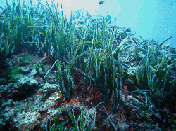 Posidonia oceanica, diving in Portofino, Italy, 2007