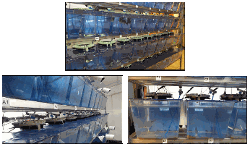Individual aquariums for phenotyping feed conversion ratio of fish.