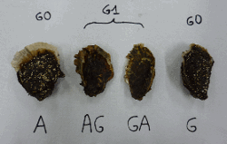 Example of broostocks (G0) and hybrids (G1) produced between Crassostrea gigas (G) and Crassostrea angulata (A). AG are hybrids obtained from a female A and a male G, and GA from a female G and a male A