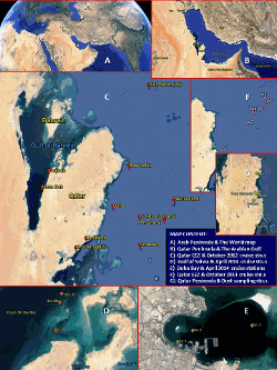 Plankton sampling locations for the 2012 and 2014 (inserts) samples indicated with red frames. The latitude and longitude are given in the text. The near shore samples (inserts) consist of three sites near Dukhan on the west and three sites near Doha (Ad Dawhah) to the east.