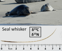 Photos of a grey seal (top left), a harbour seal (top right), and a seal whisker analysed (bottom)