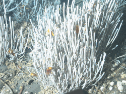 Example of targeted taxa: tubeworms Escarpia southwardae and mussels Bathymodiolus aff. boomerang from cold seeps. Picture: Ifremer, WACS cruise, 2011 (depth: 3160 m).