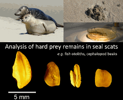 Top left: a grey seal (background) and a harbour seal (foreground); Top right: a seal scat (top) and the content of a scat (bottom); Bottom: example of four observed fish otoliths in seal scats