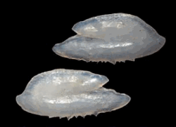 Engraulis mordax left and right sagittal otoliths