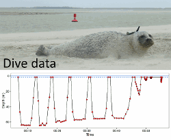 Top: a harbour seal with a GPS/GSM tag; Bottom: a time-depth profile showing intermediate depth points.