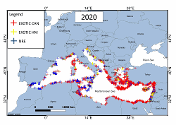 Total occurrences of fish species that entered the Mediterranean Sea by 2020. Species’ first records are indicated by triangles