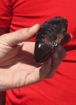Mediterranean mussel - Mytilus galloprovincialis