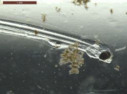 Surf smelt (Hypomesus pretiosus) larvae