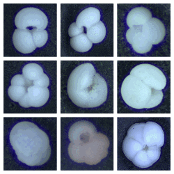 Images of planktonic foraminifera from tropical Indian Ocean surface sediments