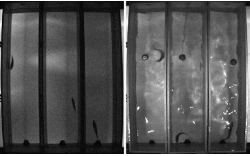 Snapshot of the behavioural recordings at the moment of the cue presentation for each behavioural test. Left: visual test during the dark period mimicking the shadow of a bird. Right: mechano-acoustic test during the post-cue period where Falcon tubes fell down mimicking the swoop attack of a bird. Each of the 3 arenas per behavioural test held a fish from a random treatment. Because the video analyser was blind with respect to the treatment, no treatment label is available in the images. 