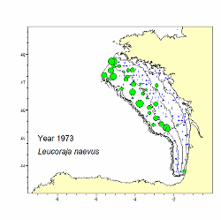 Spatial distribution of cuckoo ray in 1973 from a bottom trawl survey