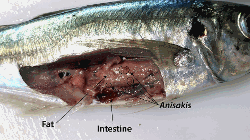 Abdominal cavity of a Jack mackerel, showing Anisakis parasites 