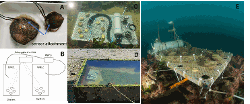 Fig. 1: (A) Oysters (Ostrea edulis) from Norway (large) and Grevelingen (small) with sensors attached.  (B) Schematic presentation of the tank 1 and tank 2 containing the oysters connected to the valve gape monitor. (C) Oysters attached to the valve gape monitor in situ, (D) the valve gape monitor and attached oysters in the concrete basin in the Oosterschelde and (E) in the Voordelta. Photos by Pim van Dalen (A, C, D) and Joost Bergsma (E).