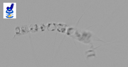imageIllustration