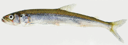 imageIllustration