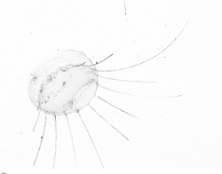 imageIllustration
