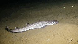 imageIllustration