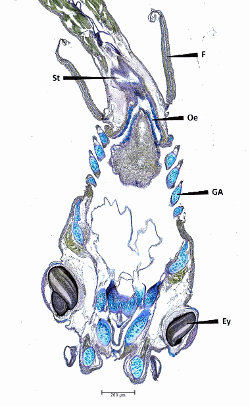 imageIllustration