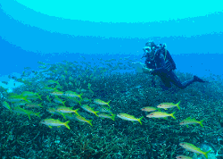 imageIllustration