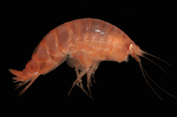 imageIllustration