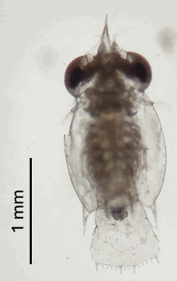 imageIllustration
