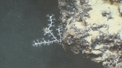 imageIllustration